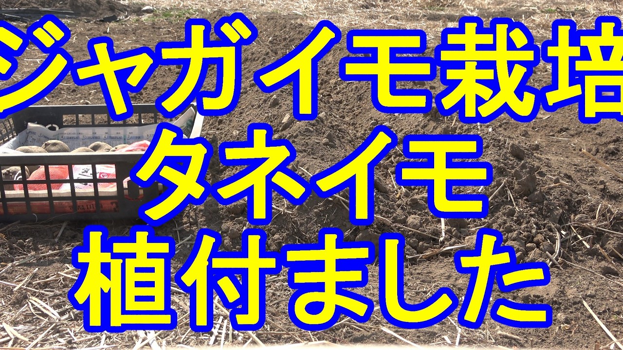 【家庭菜園】【ジャガイモ栽培】2026ジャガイモ栽培。2026.2.22タネイモ植付ました。動画での品種はダンシャクです。
