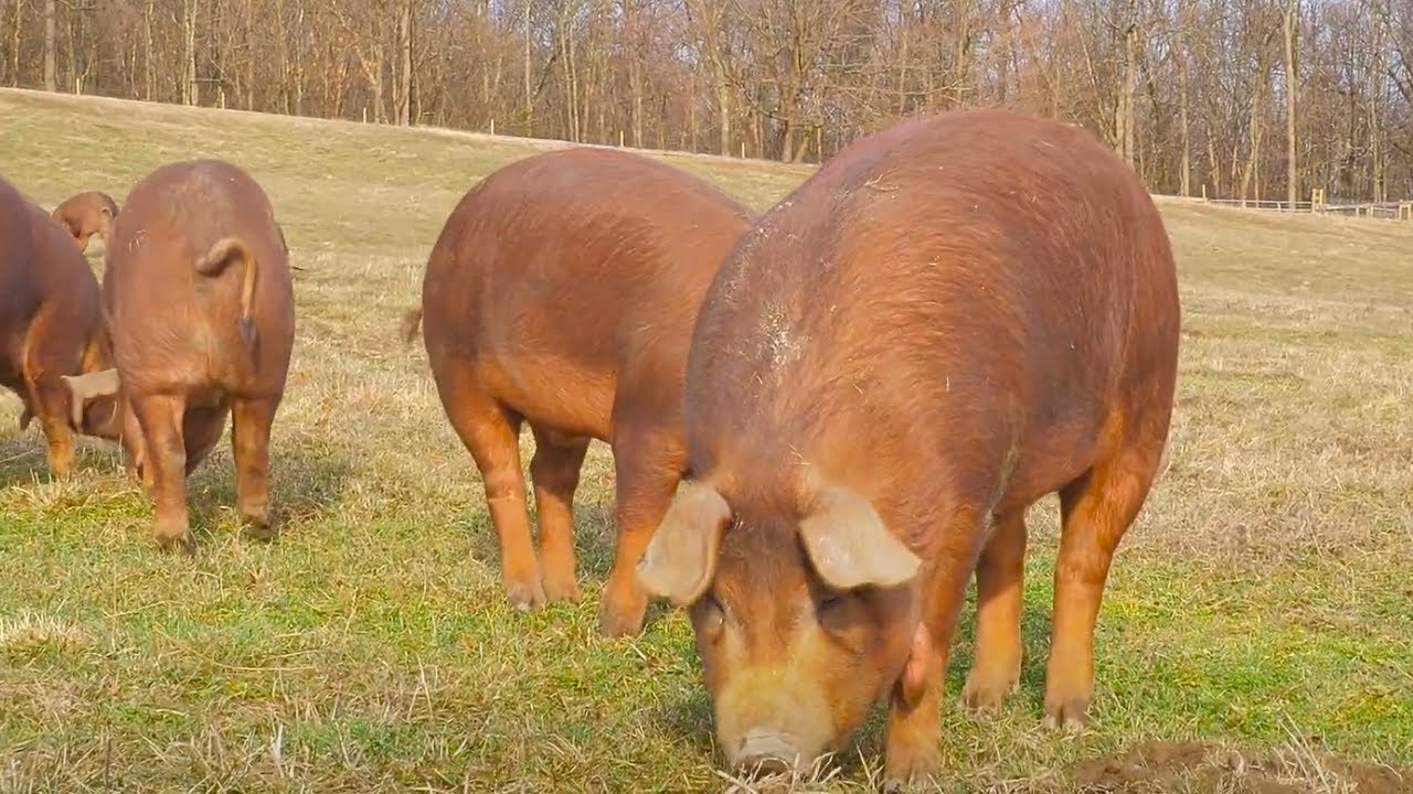 What Makes Red Wattle Hogs Special? Pasture-Raised Perfection!
