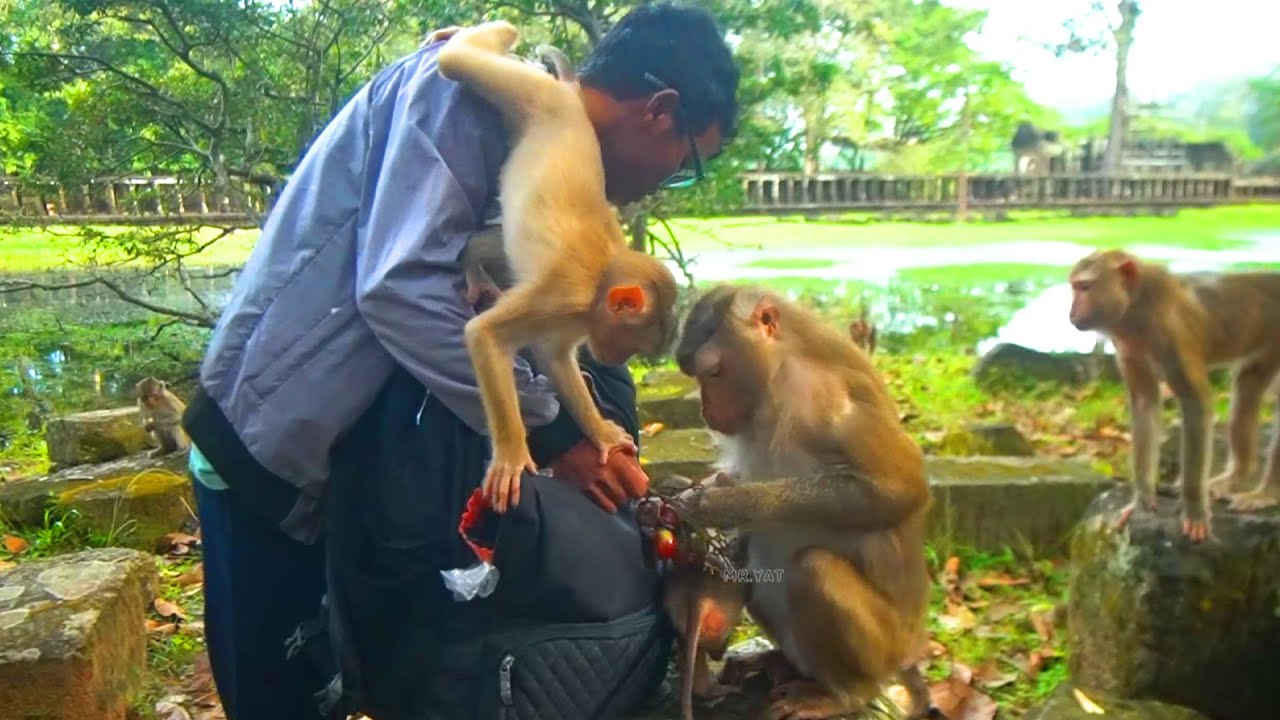 This morning Libby's family & Joyce family, with other monkeys, enjoy eating fruit that I help give.
