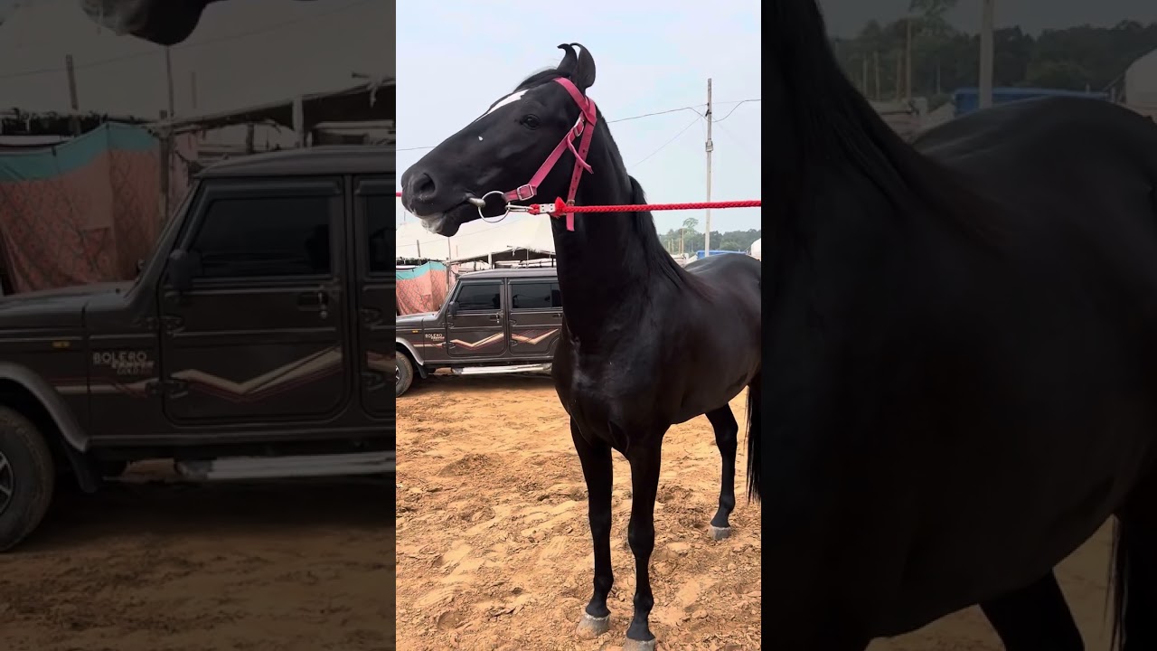 Super fily and stallion ￼