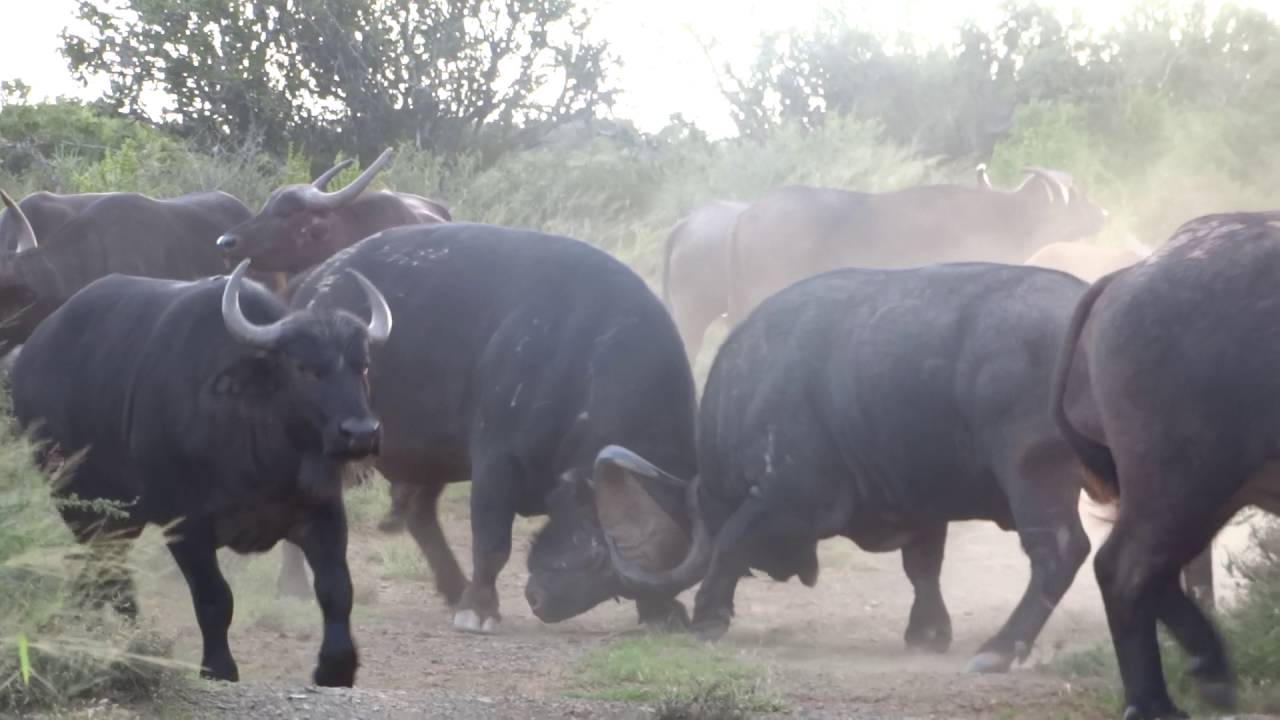 Buffalo fighting INTENSE. - Nico Brits