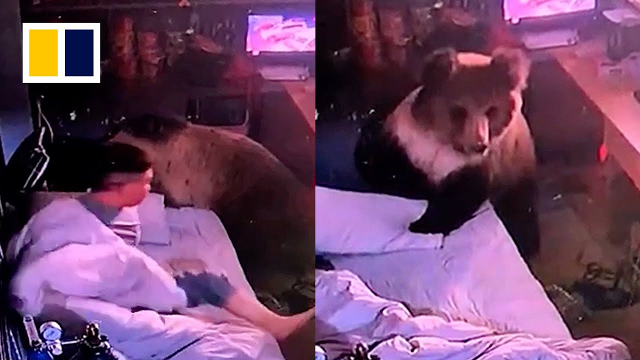 Chinese man calmly escapes as bear searches for food in hotel