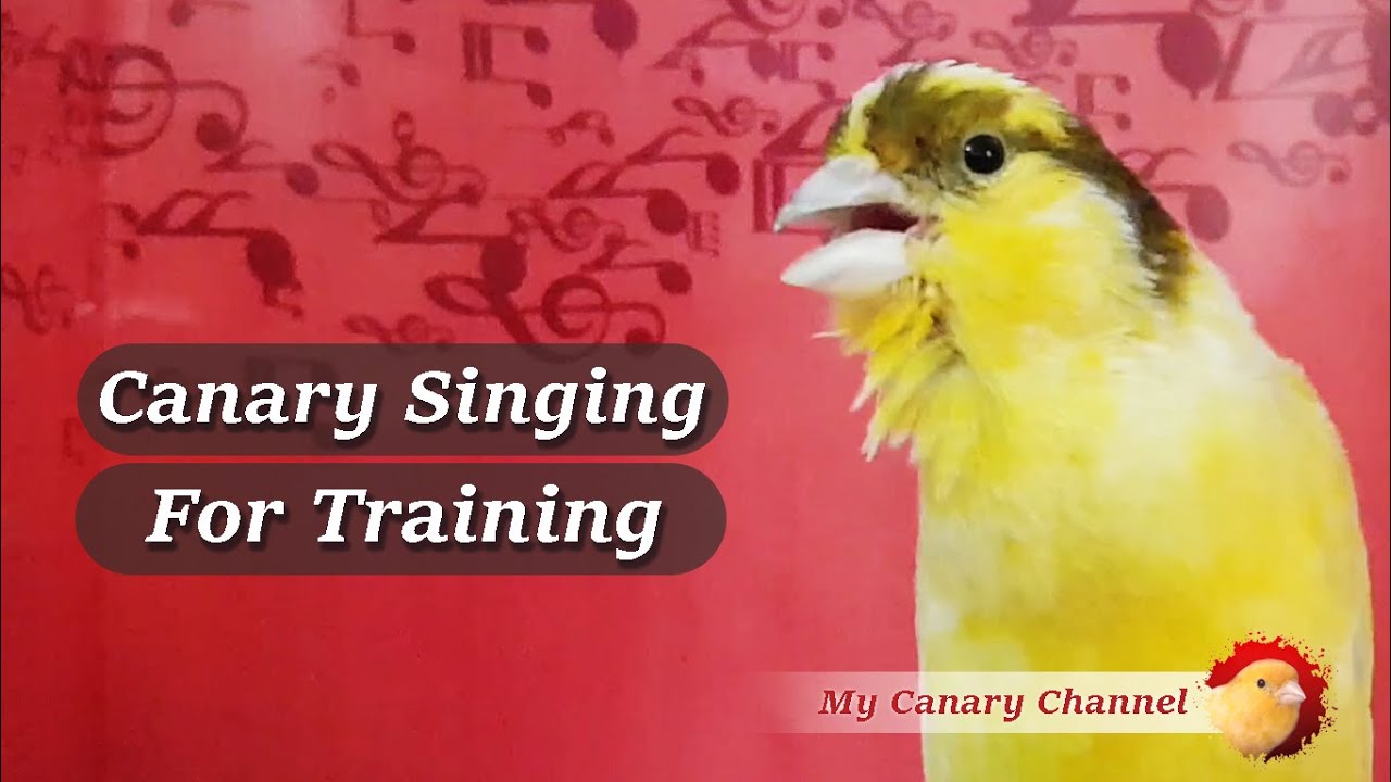 Canary Singing Powerfully song for training