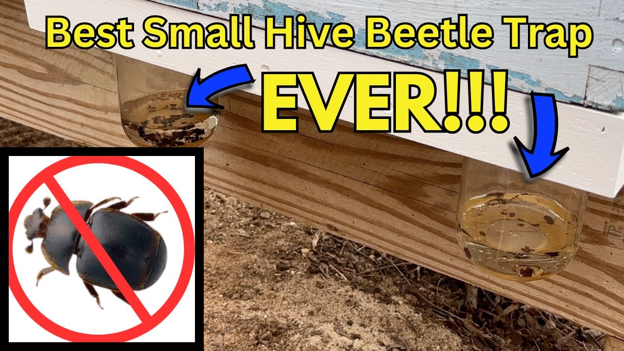 Build a Better Small Hive Beetle Trap