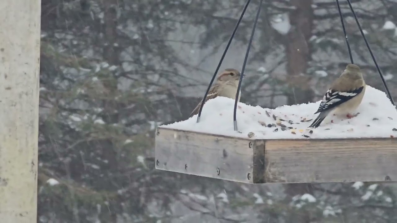 Raining Ice Storm and Birds At Birdfeeder | Snowstorm and Bird Watching In Maryland, Sunday 25, 2026
