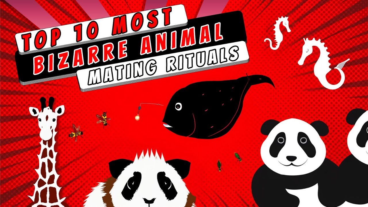 Top 10 Bizarre Animal Mating Rituals