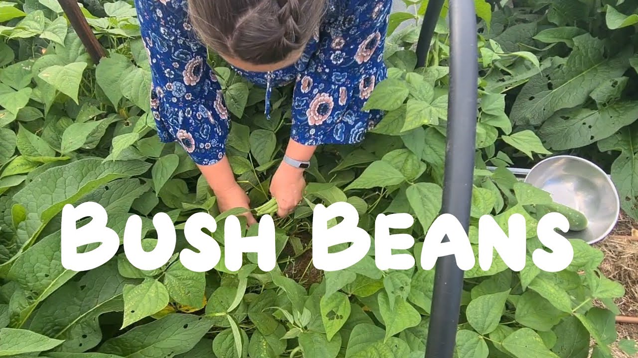 A Guide to Bush Beans | The Permaculture Pantry