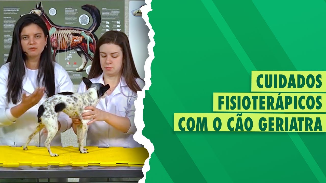Fisioterapia Veterinária do paciente idoso