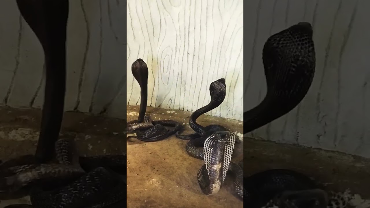 #snakeattack #attack #snakepower #snakesworld #snake #snakeviral #bigsnake #snakeeagle #shahidsnakes