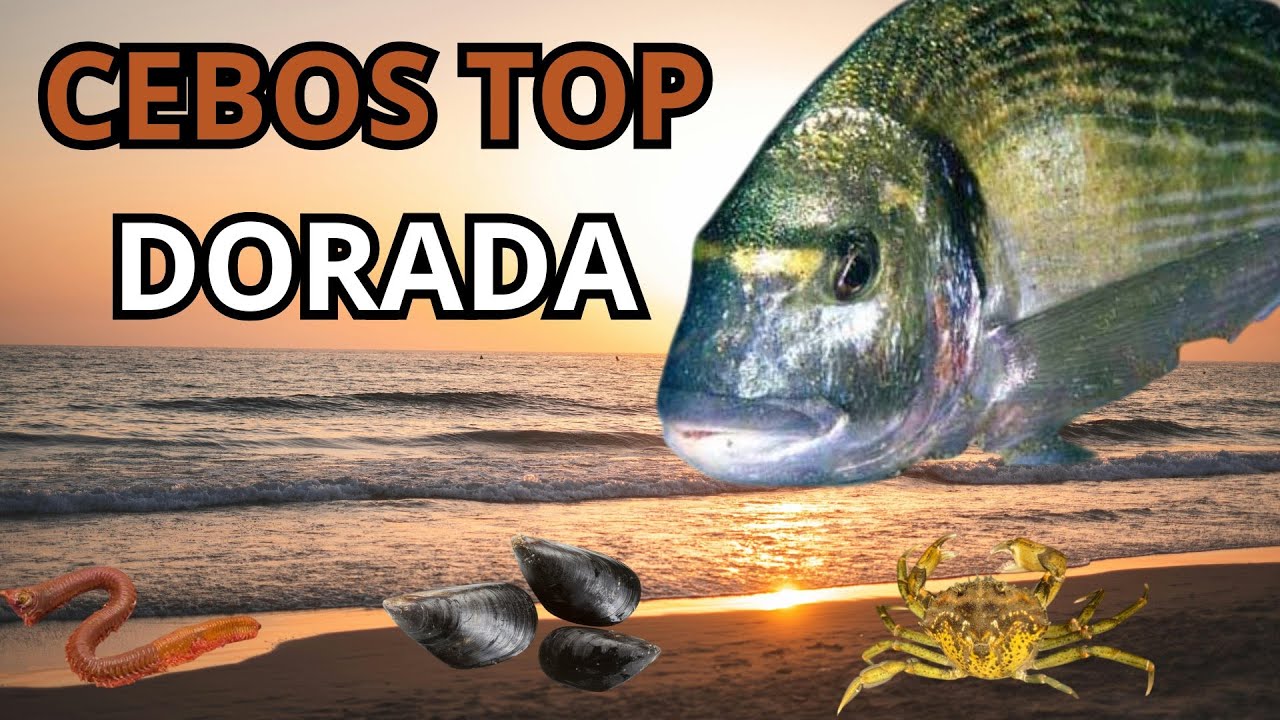 👉 Cebos para Dorada en Verano: los más efectivos desde playa y espigón