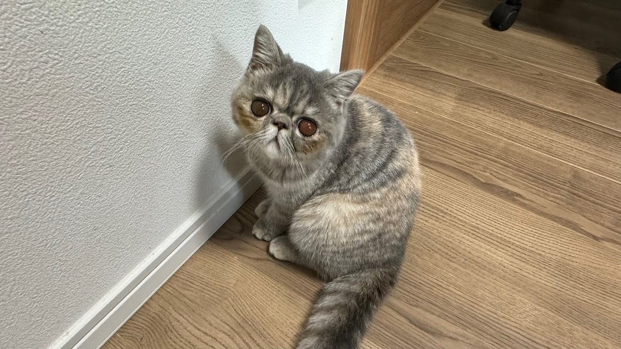猫が鳴いたら即終了 生配信【ほこり】