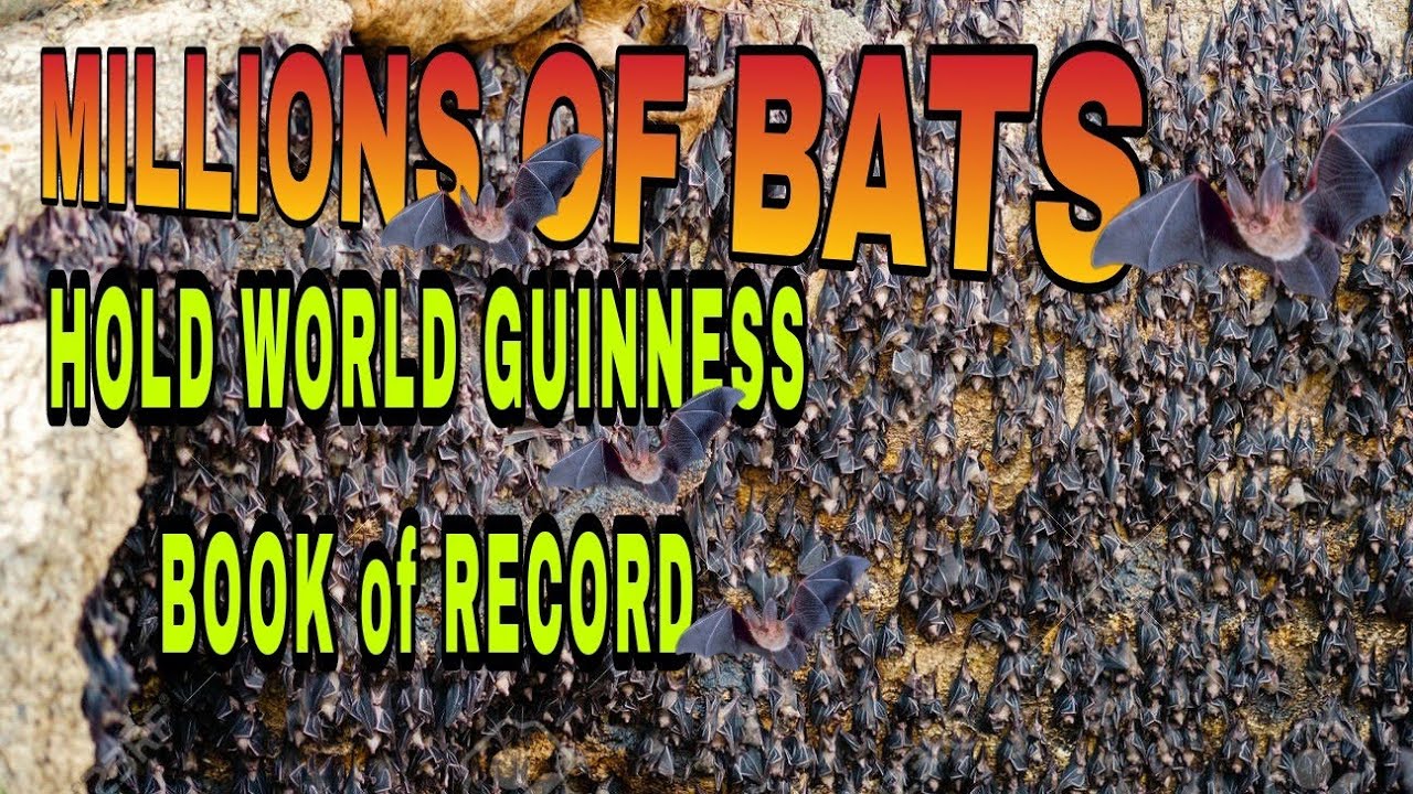 Monfort Bats  Sanctuary Samal Island davao city,Monfort bats cave Island  of Samal.  @mindorayontv