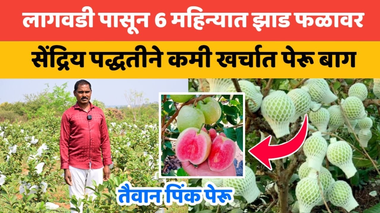 🔶तैवान पिंक पेरू | कष्ट करण्याची धमक पाहिजे | लागवडी पासून 6 महिन्यात झाड फळावर |कमी खर्चात पेरू बाग