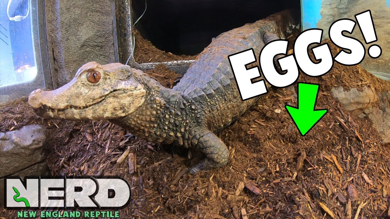 OUR DWARF CAIMAN JASMINE LAID HER EGGS! DID SHE BREAK THE RECORD?