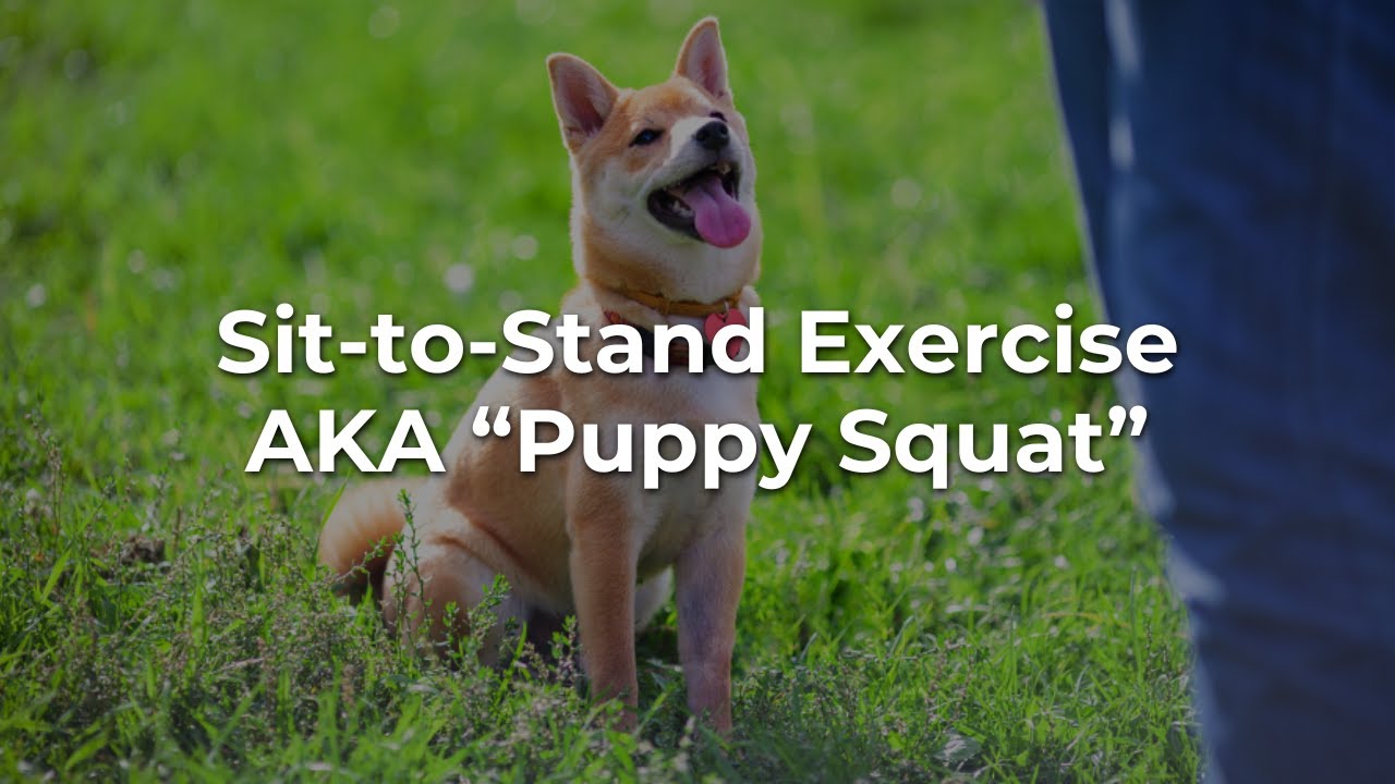 Sit to Stand Exercise: A Rehabilitation Technique for your Dog