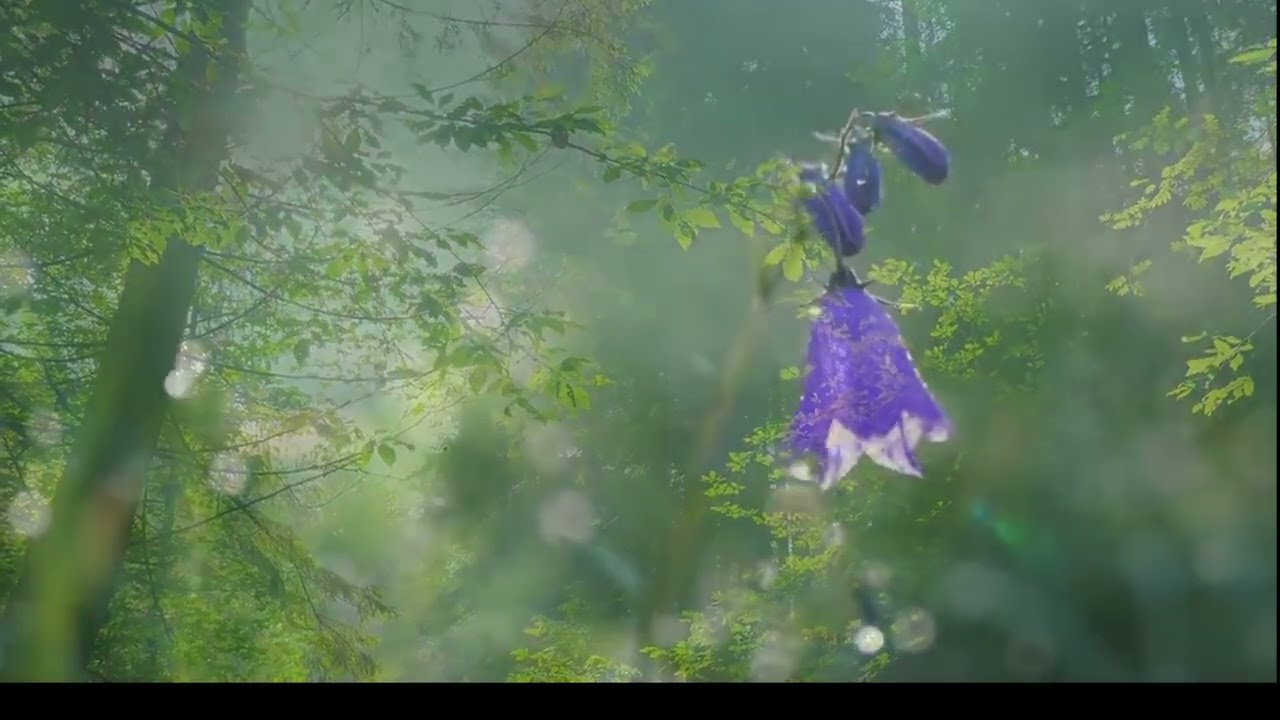 SERENE NATURE: Escape Stressful Reality with Meditation Music (LOOP THIS VIDEO)