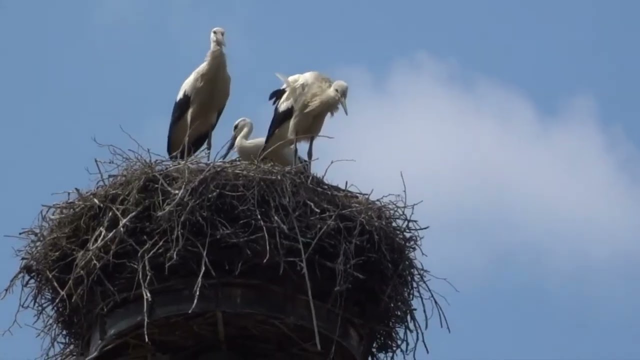 Graufuß, Socke, Barfuß und Elsa Klara Storchennest Altlandsberg 24.07.2021