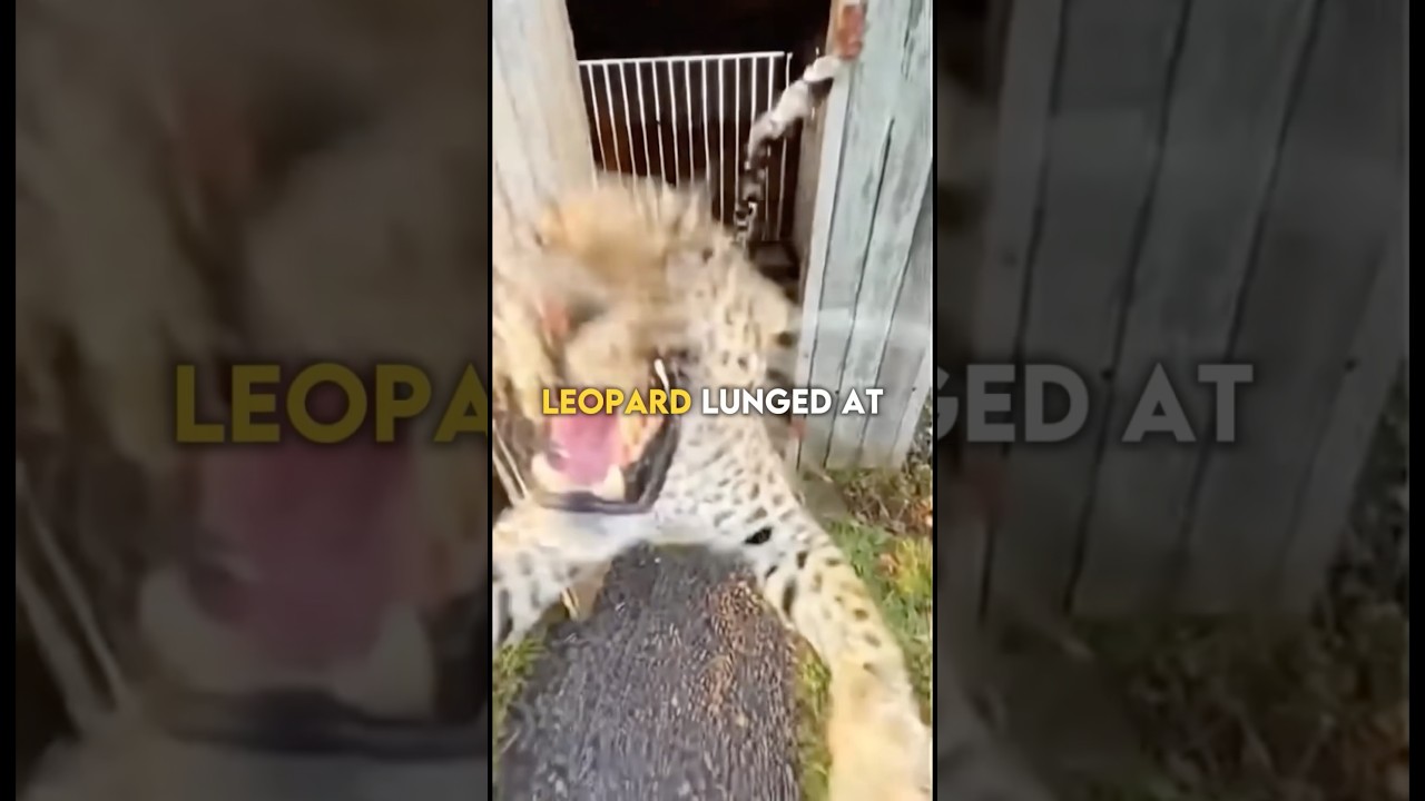 The Leopard Attacked Him&hellip; Until He Saw Why 🐆 ❤️&zwj;🩹