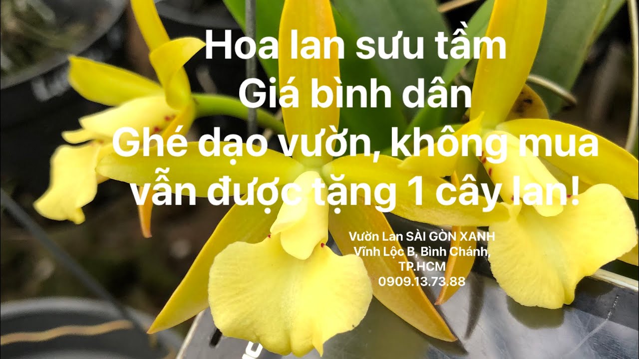 🔵 Clip số 42: 27/02/2026 - Catt, Brass sưu tầm, giá rẻ -Ghé vườn, không mua vẫn được tặng 1 cây lan!
