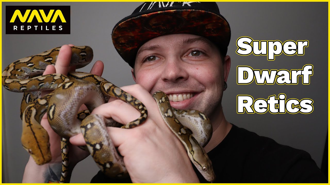 Dwarf & Super Dwarf Reticulated Pythons | My Favorite Species