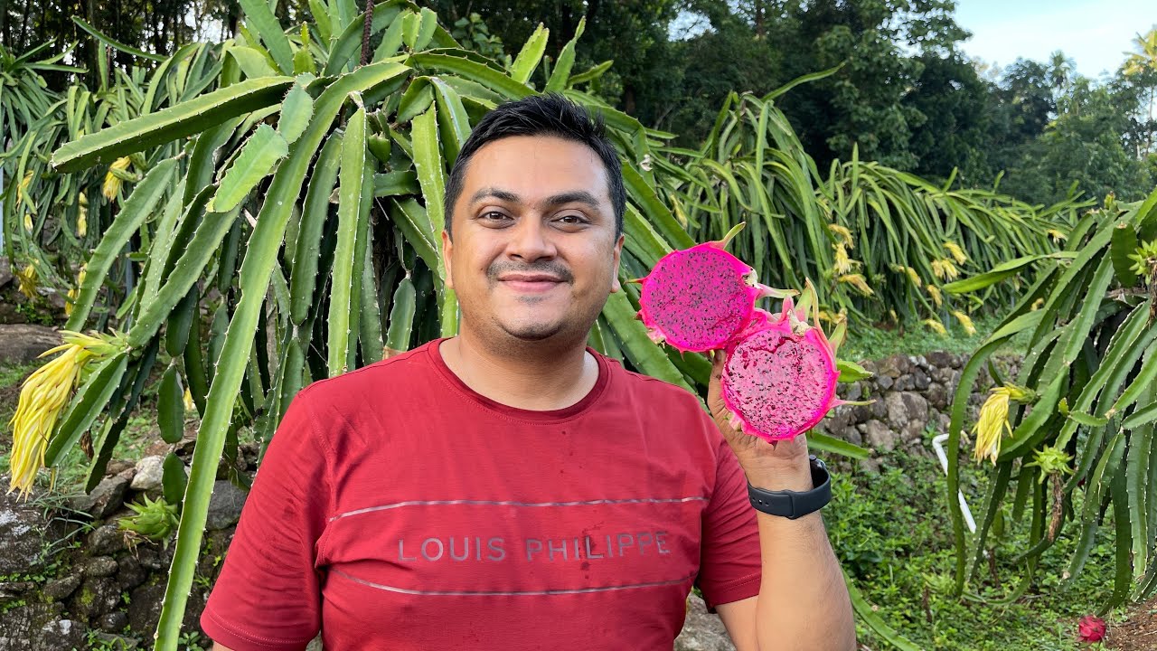 Dragon Fruit Cultivation in Kerala, ഡ്രാഗൺ ഫ്രൂട്ട്‌ കൃഷി ചെയ്ത് ലക്ഷങ്ങൾ ഉണ്ടാക്കുന്ന കർഷകൻ