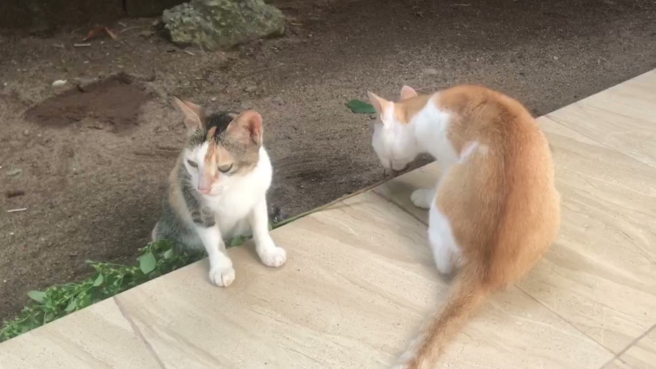 Cats Fight for a Catnip | Cold War Between Two Cats for a Catnip