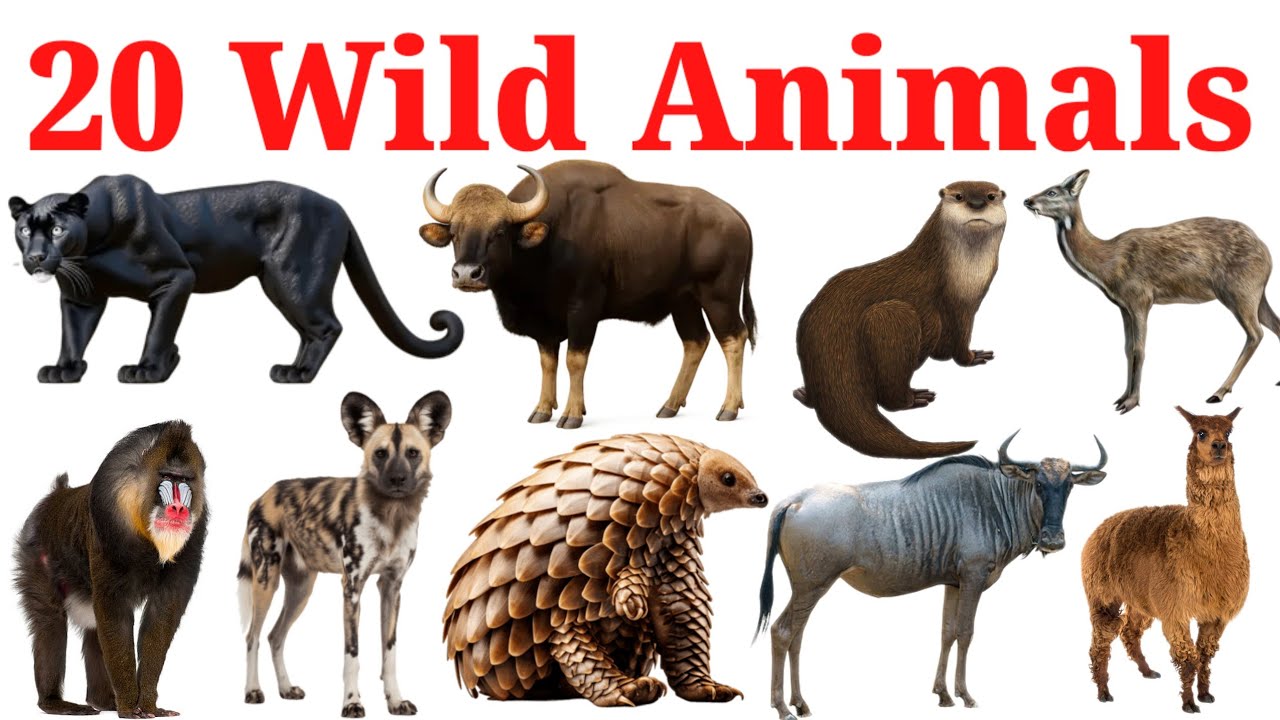20 नए नए जानवरों के नाम | Wild Animals For Kids | Preschool Learning Video For Kids 