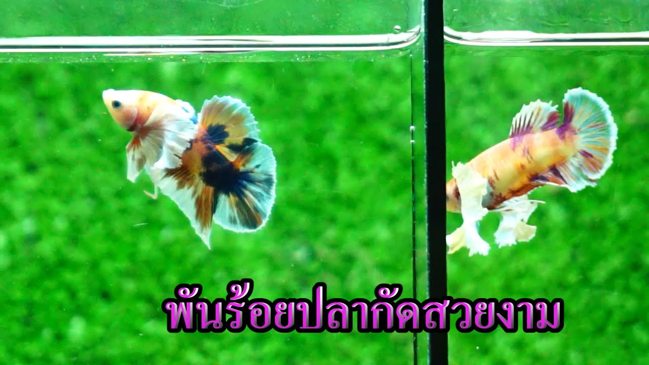 Ep.56 งานคู่ ผู้-เมีย แบ่งปันทั้งหมด 20 ชุด