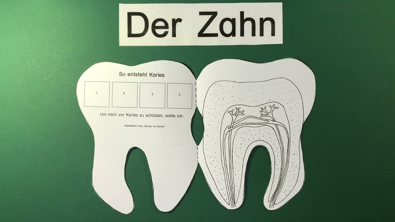 Klasse 1 und 2 - Zahnaufbau (Teil 1)