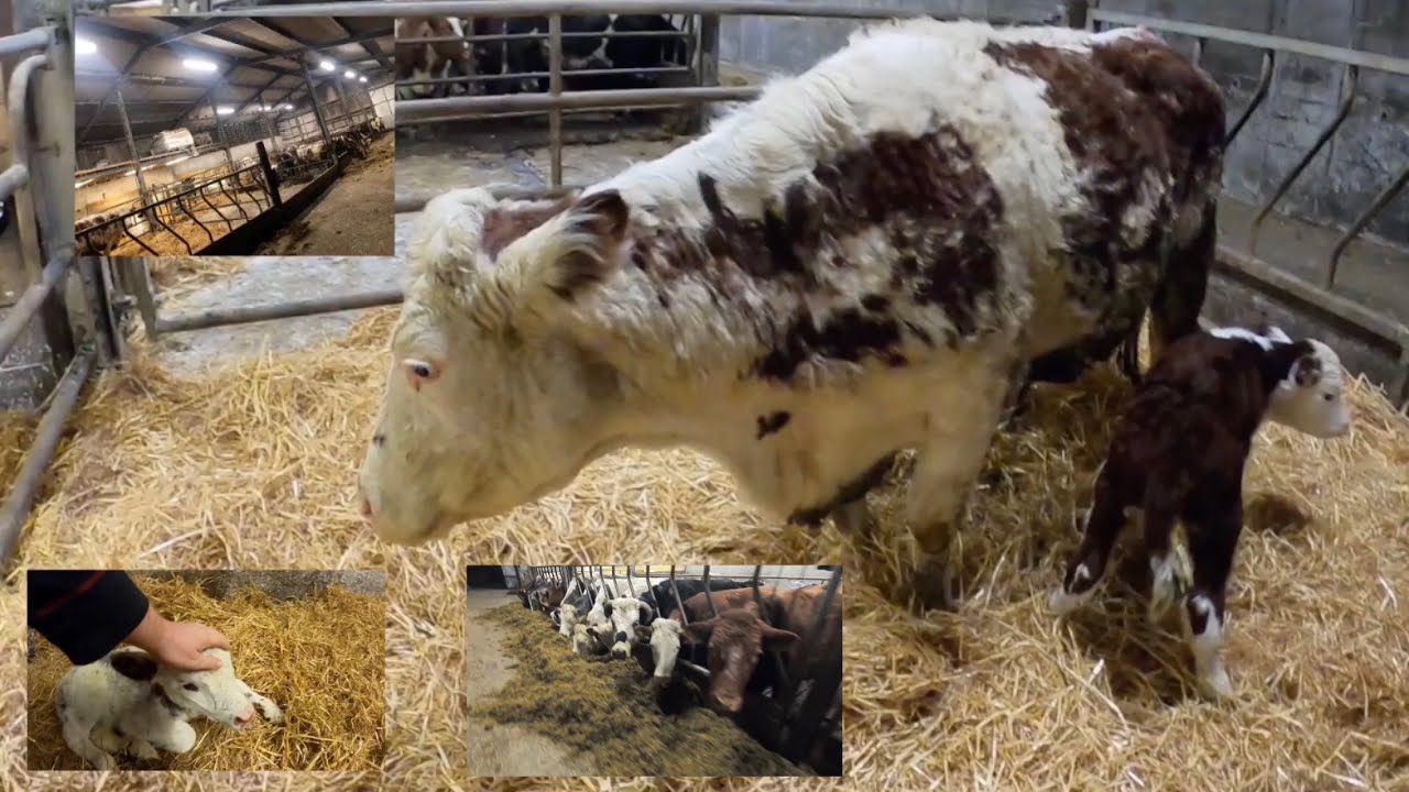 NEW LIGHTING IN CALVING SHED, CALF LOSS AND CALVING UPDATE