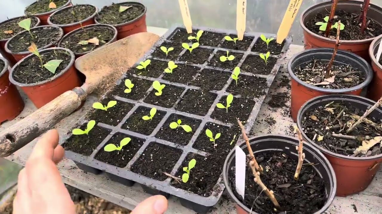Premier semis de petit pois et épinard