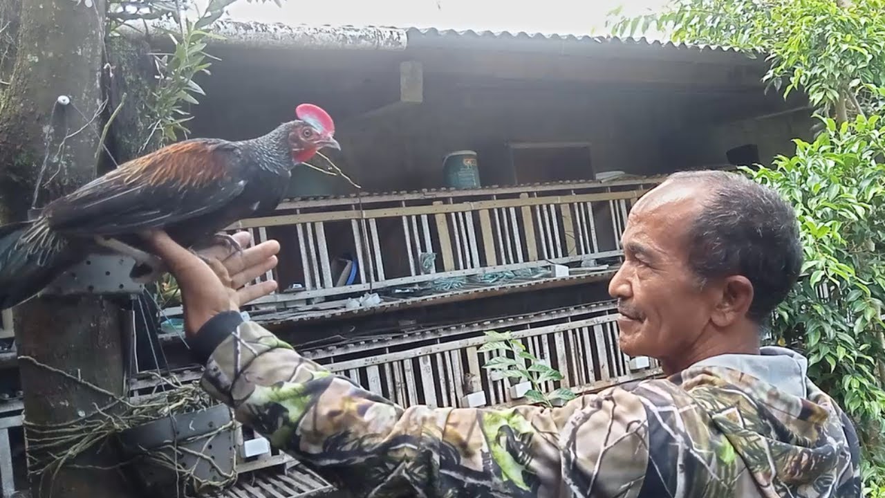 Belajar Cara Ternak Ayam Hutan Hijau Bersama Pak Waluyo