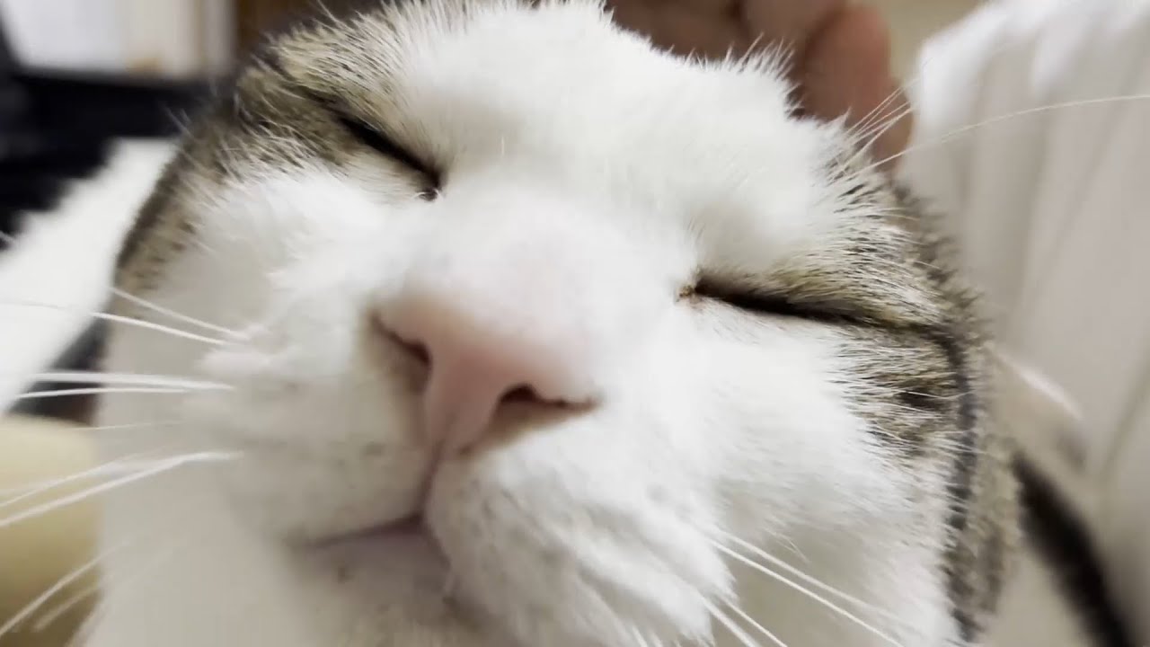 今、一推しの娘の膝の上でピアノを聴きながらくつろぐ猫