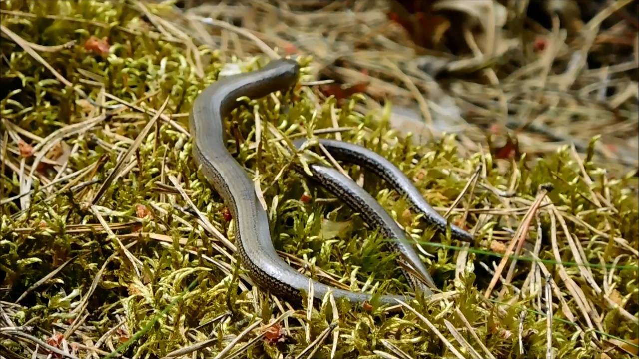 Eidechse und Blindschleiche