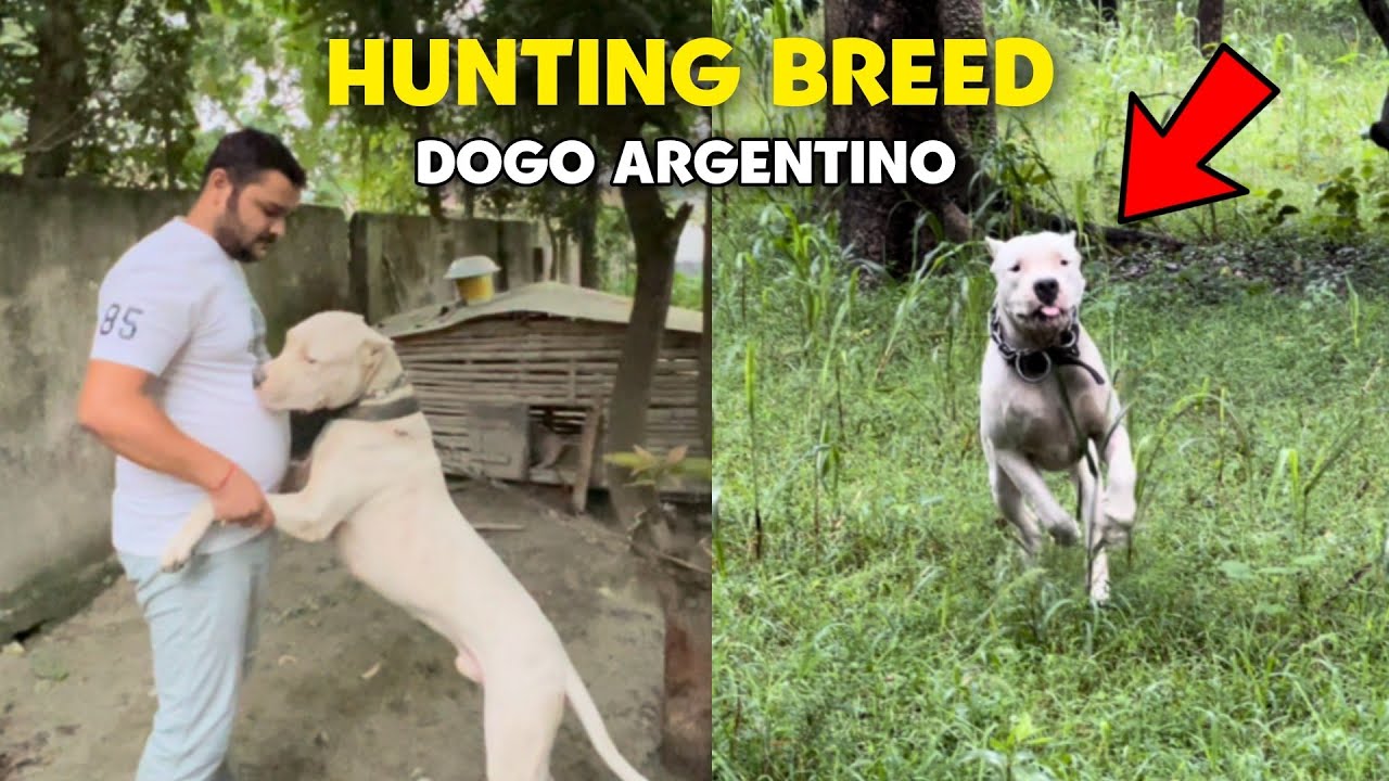 India's Best Dogo Argentino | Argentina import Dogo Argentino | Dogo Argentino Kennel in India