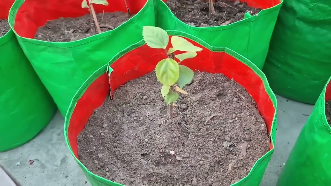 Growing new hibuscus plant from cutting