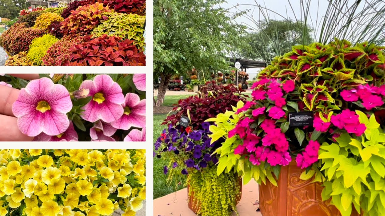 Visiting the Gardens at Ball… NEW VARIETIES of Annuals!