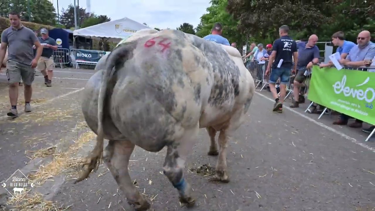 PERWEZ 2025