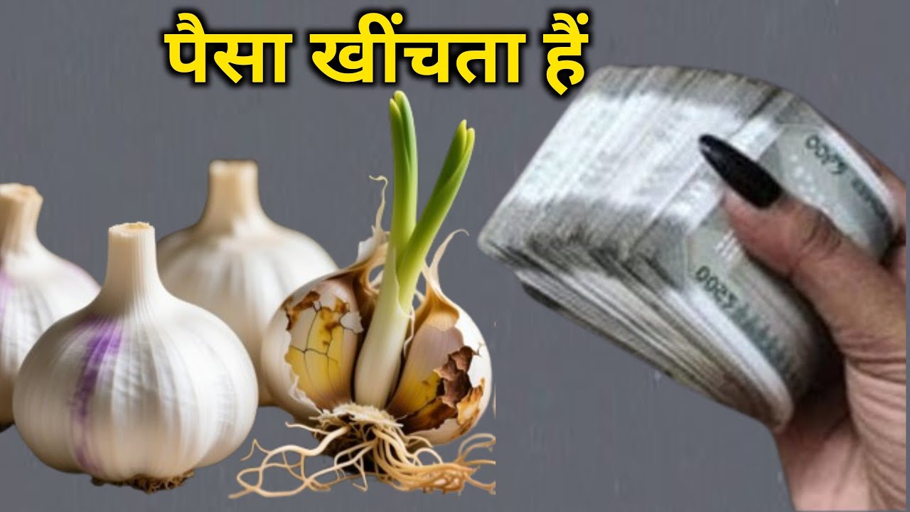 लहसुन में तुरंत गाड़ देना एक कील कर्ज से मिलेगी मुक्ति 4 दिनों में चमकेगी किस्मत #vastutips bhagya