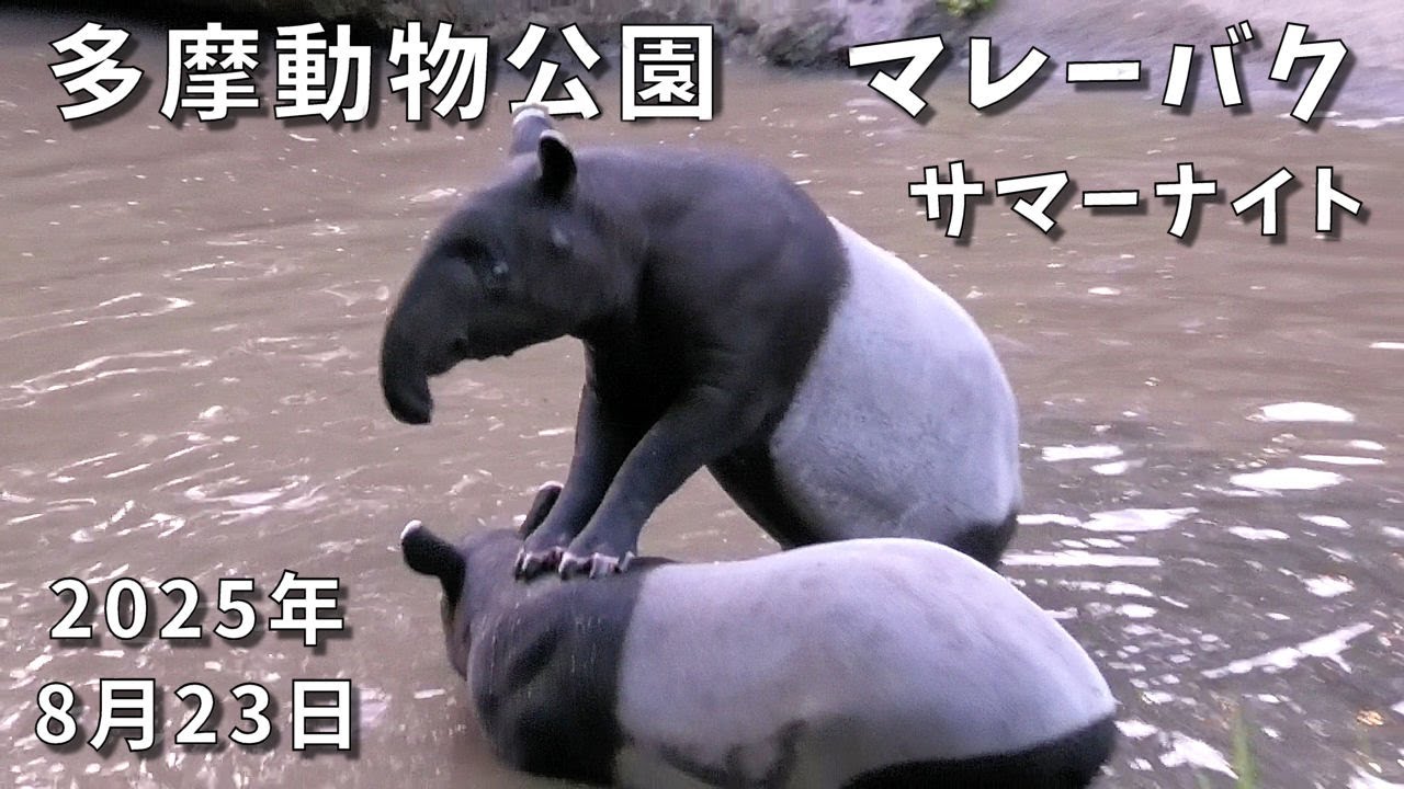 多摩動物公園のマレーバク　サマーナイトその３　Malayan tapir