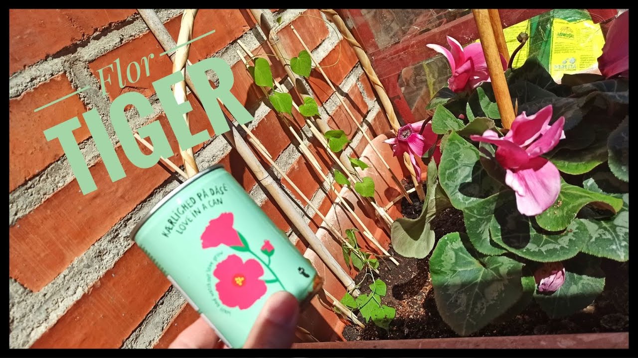 Ipomonea japonesa Tiger, ha crecido!!! Regalo San Valentin