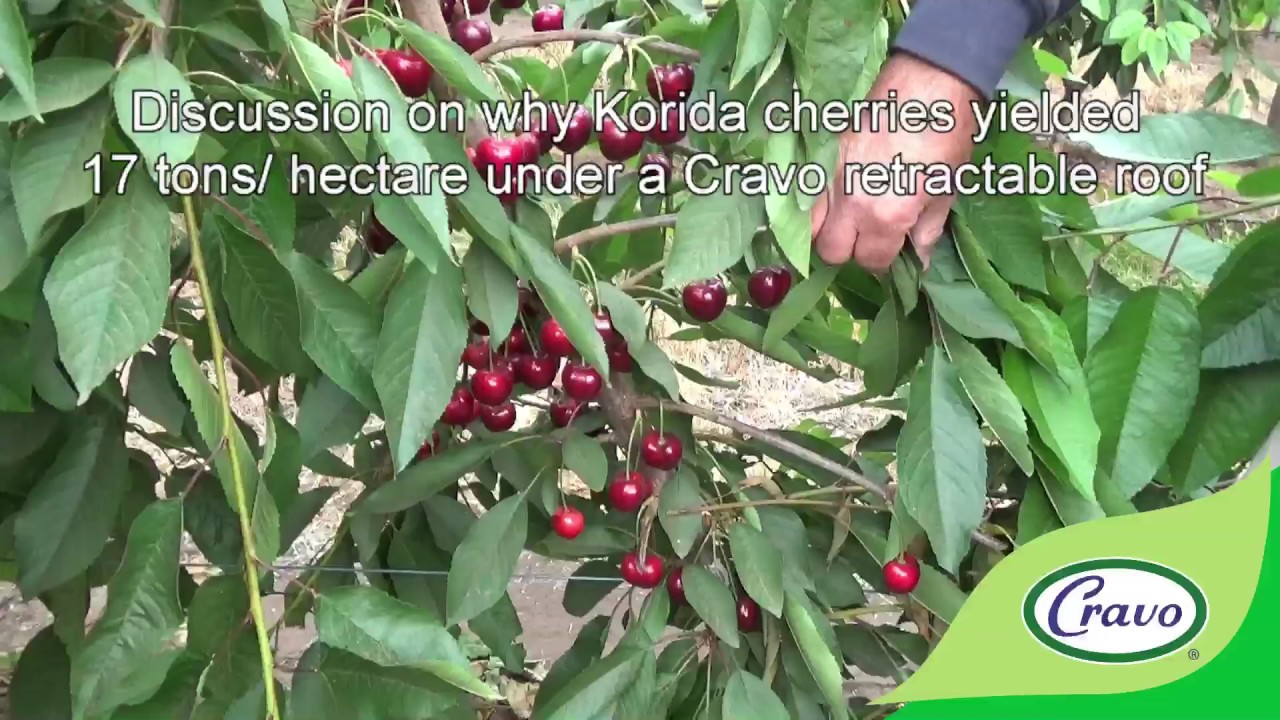 Discussion on why Kordia cherries yielded 17 tons per hectare under retractable roof   Reid Fruits
