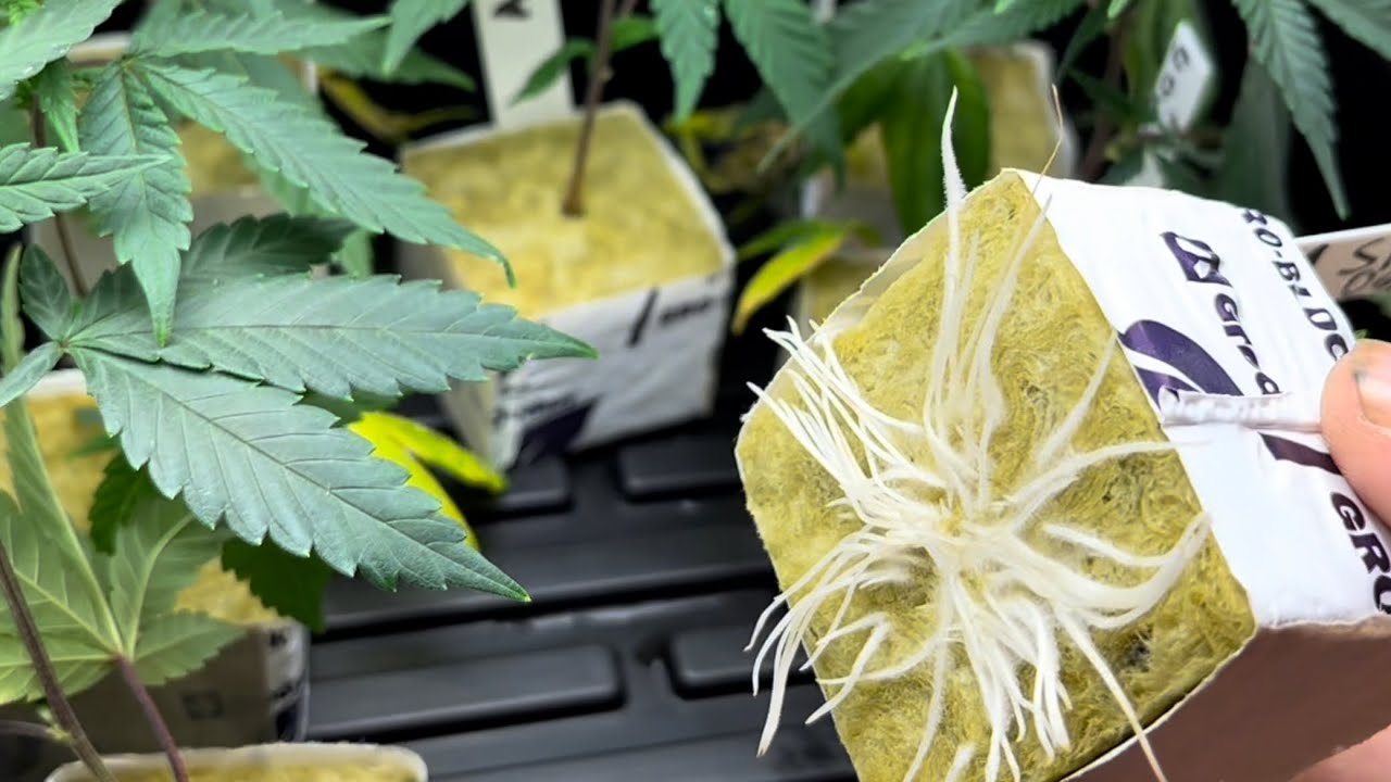 Tips for the clone dome.  How to get clones to root.