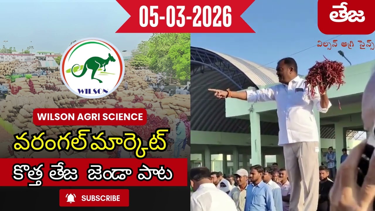 05-03-2026 వరంగల్ మార్కెట్ కొత్త తేజ జెండా పాట  #మిర్చి #తేజ మిర్చి #విల్సన్ అగ్రి సైన్స్
