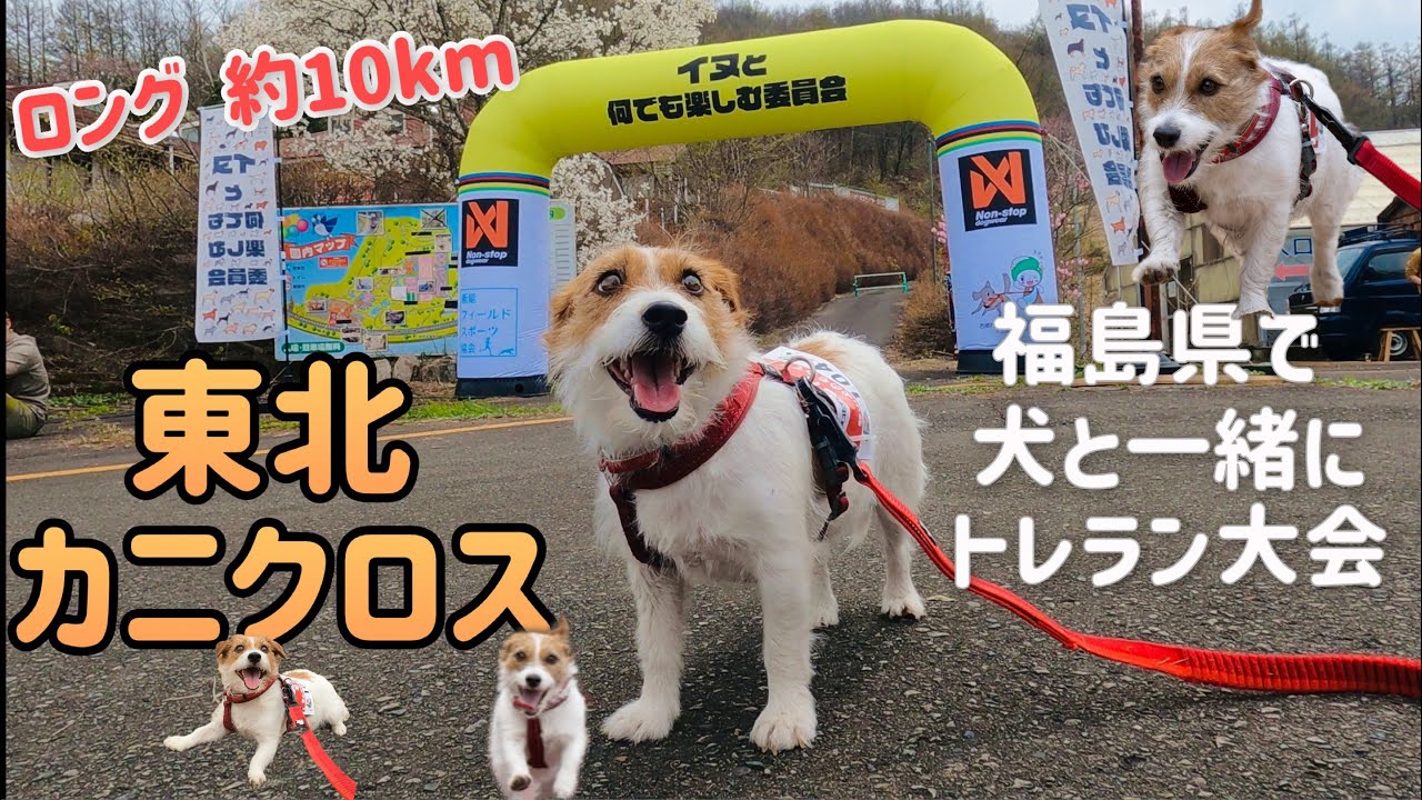 犬と出られるトレラン大会 約10km　東北カニクロス in 福島県西郷村　ジャックラッセルテリア/ Trail running race with dog in Japan