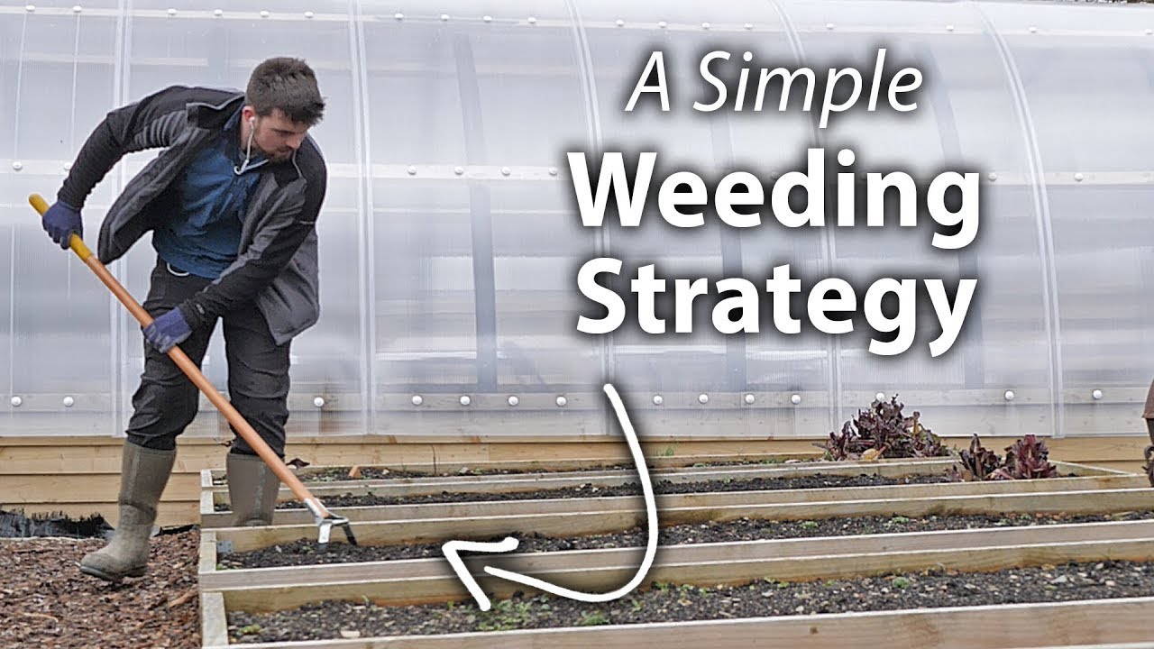 How to Easily Deal with Weeds in your Garden