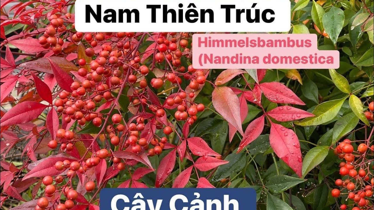 107🇩🇪Nam Thiên Trúc