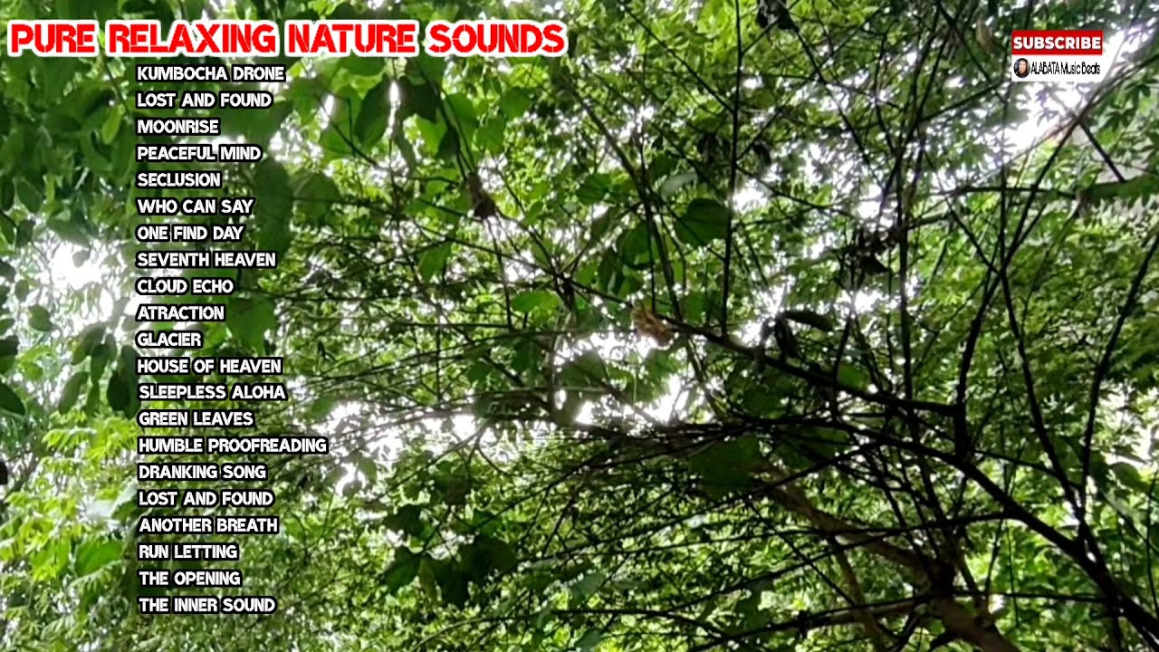 The Best Relaxing Birds Sounds And Tree || Relaxing,Calming,Insomia,Yoga,Sleep,Fall Asleep Music