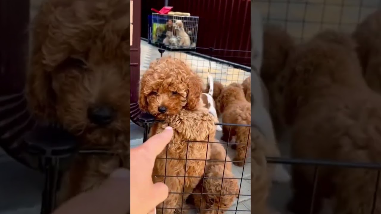 Toy poodle puppy vs mini poodle puppies - subscribe #shorts #poodle #viral #dogs