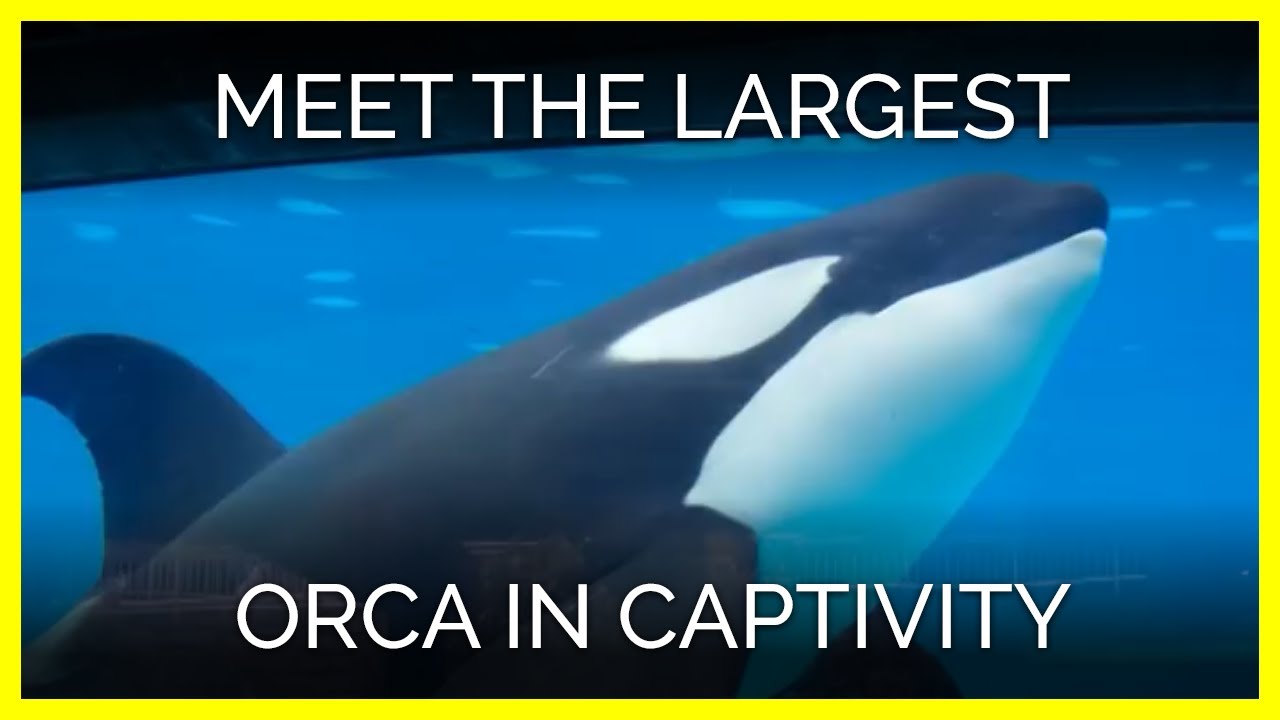 Meet the Largest Captive Orca at SeaWorld San Diego